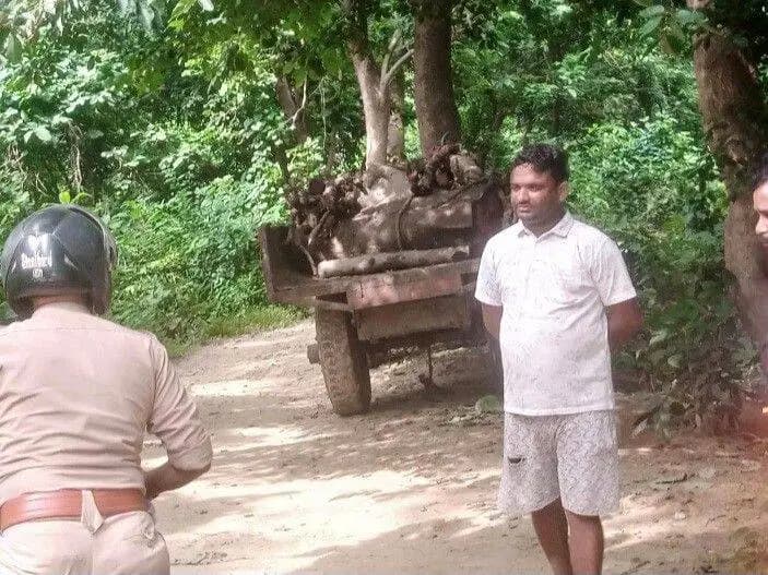 लाहौल: जंगलों की कटाई से हड़कंप! 100 से ज्यादा पेड़ कटे, विभाग में मची भगदड़