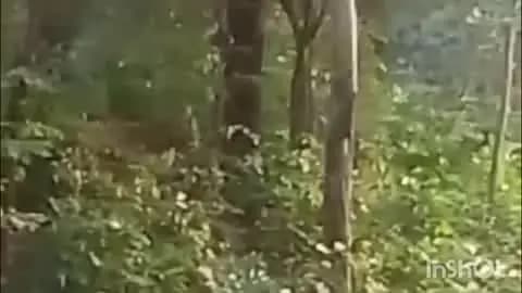 सेलू: ‘युवराज’नंतर ‘भूमी’ही गायब! बोर व्याघ्र प्रकल्पातील मॉनिटरिंगवर गंभीर प्रश्नचिन्ह