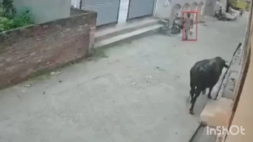 इंदौरा: इंदौरा क्षेत्र में आवारा सांड ने बुजुर्ग पर किया हमला, CCTV में कैद हुई वारदात