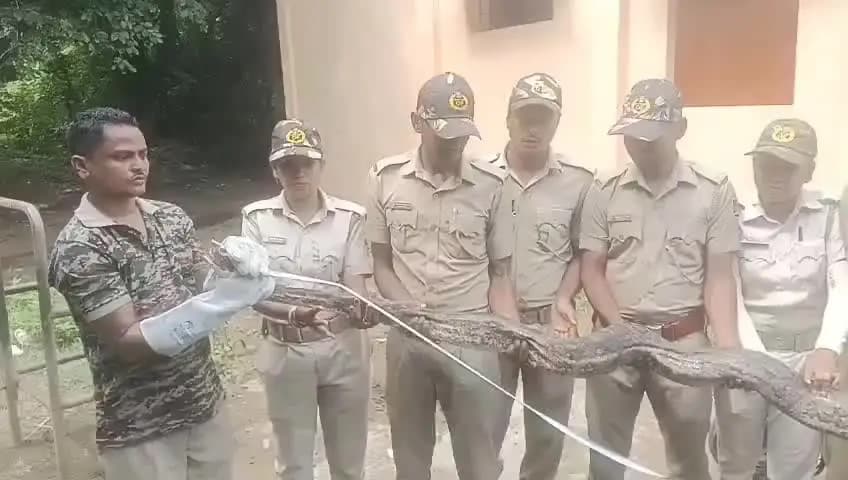ଜଳେଶ୍ବର: ଜଳେଶ୍ୱର ବ୍ଲକ ରାଇବଣିଆ ଥାନା ଅନ୍ତର୍ଗତ ଓଲମରା ବସ୍ତିରୁ ଏକ ଅଜଗର ସାପ ଉଦ୍ଧାର