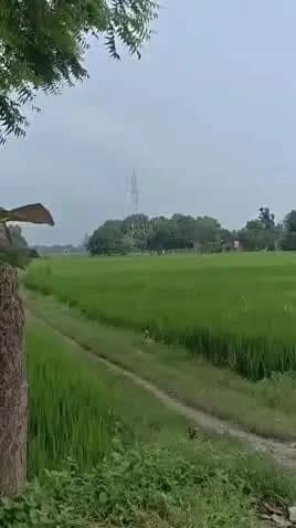 मछलीशहर: 5 लाख के चेक पर बिजली के खंभे से उतरा युवक, घंटों चला हाई वोल्टेज ड्रामा, पूरा मामला मछली शहर क्षेत्र का है