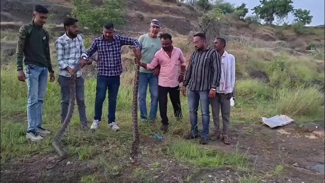 धुळे: कुसुंबा अन् आनंदखेड्यात अजगरांची दहशत; सर्पमित्रांनी दिले जीवदान!