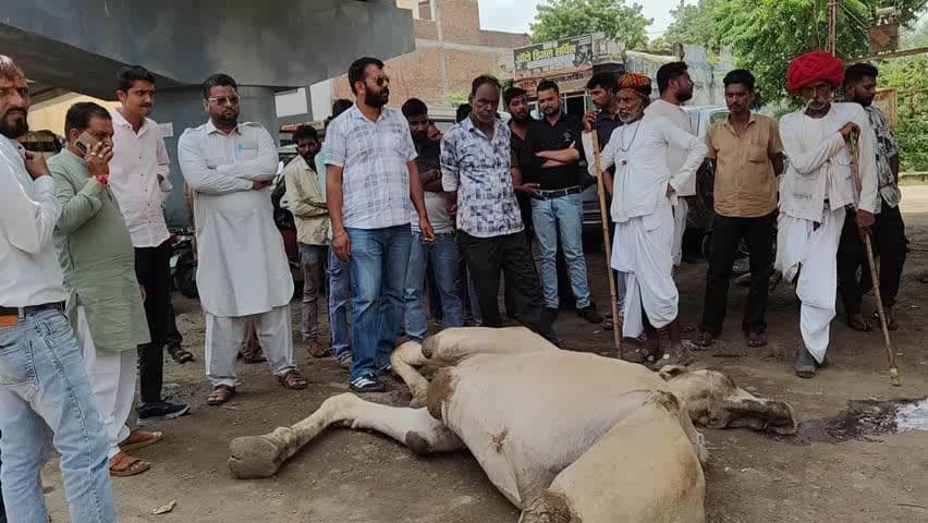 मंदसौर: सीतामऊ फाटक ओवरब्रिज पर तेज रफ्तार वाहन सामने आने से ऊंट ने लगाई छलांग, दर्दनाक मौत; सुरक्षा जाली की मांग तेज