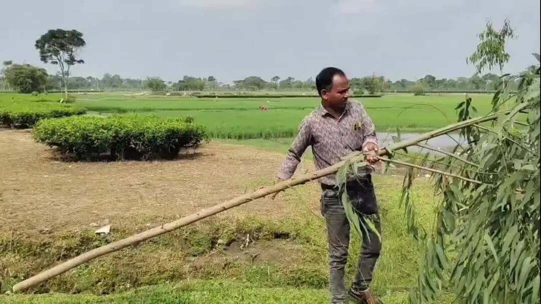 চোপড়া: রাতের অন্ধকারে চা বাগান থেকে প্রায় ৪০টি গাছ কেটে দেওয়ার অভিযোগ উঠল।