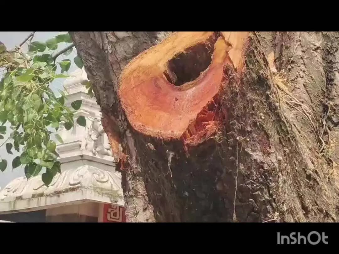 చెన్నూరు: పట్టణంలో 300 ఏళ్ల చరిత్ర కలిగిన రావి చెట్టును నరికివేసిన వ్యక్తికి భారీగా జరిమానా విధించిన అటవి శాఖ అధికారులు