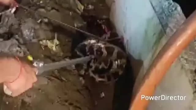 कर्वी: कर्वी के सीआईसी के पास मिला 15 फीट लंबा अजगर, वन विभाग की टीम ने सूचना पर पहुंचकर किया रेस्क्यू और उसे स्थान पर छोड़ा