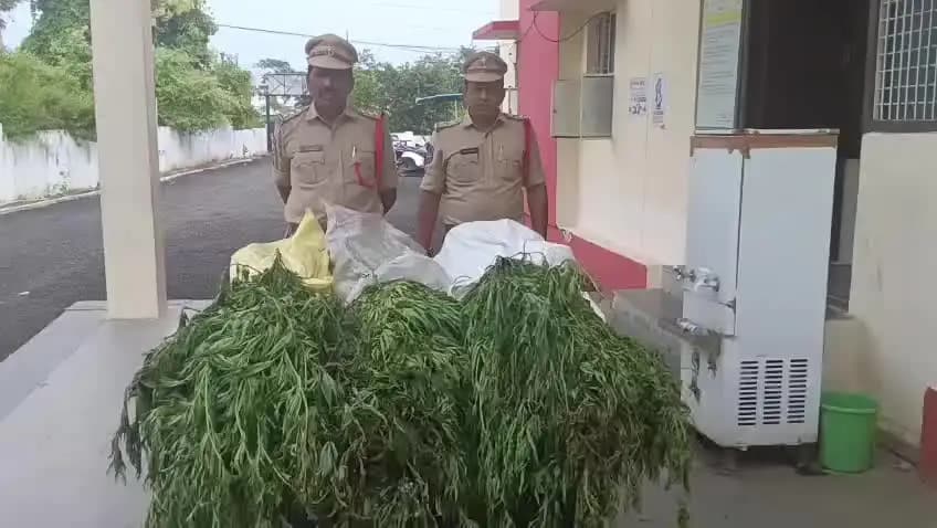 అదిలాబాద్ అర్బన్: బోరిగాం గ్రామశివారులోని అటవీ/వ్యవసాయభూమిలో పత్తిపంట మధ్యలో అక్రమంగా గంజాయి సాగు,నిందితుడు అరెస్ట్:ఇచ్చోడా రూరల్ CI రమేష్