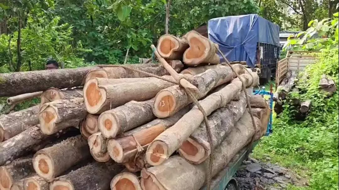 বালিজানা: খৰমুজাৰ পৰা বৃহৎ পৰিমাণৰ চোৰাং কাঠ জব্দ কৰে বনবিভাগে