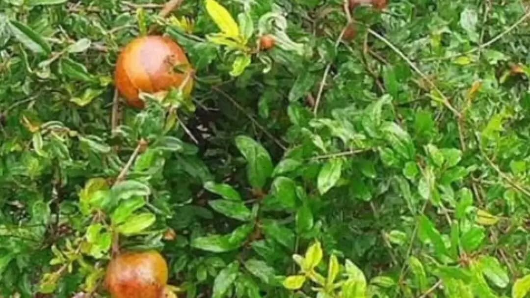 सांगोला: हवामान बदलाचा डाळिंबाला मोठा फटका; तेल्या रोगामुळे बागा सोडण्याची वेळ