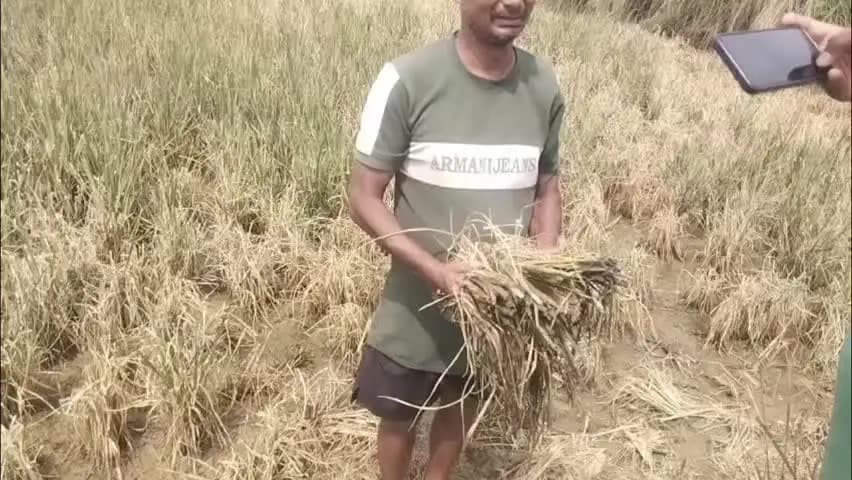 कुदरा: बेलभद्रा गांव में 15 बीघा धान की फसल बर्बाद, अज्ञात लोगों पर दवा छिड़ककर फसल नष्ट करने का आरोप