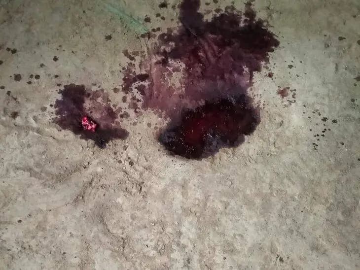 रुद्रप्रयाग: तेंदुओं का आतंक जारी, बहराइच-अमरोहा में बच्चों और पशुओं पर हमले, वन विभाग सक्रिय