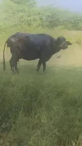 भदेसर: भदेसर उपखंड क्षेत्र के सोनियाणा में भैंस ने जन्म दिया अनोखे बच्चों को, 2 सिर और 8 पैर वाले बच्चे आपस में जुड़े