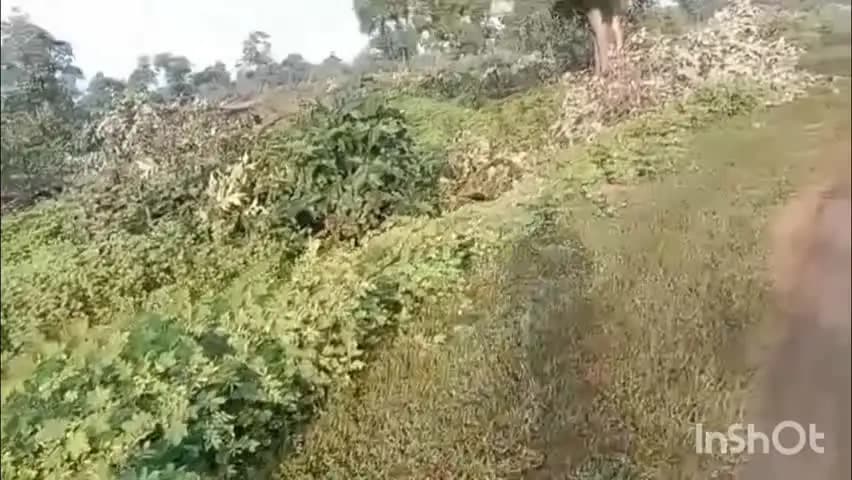 बमोरी: फतेहगढ़ वन परिक्षेत्र की लाचारी छिकारी चकरी के जंगलों में फिर चली भूमिओं की कुल्हाड़ी