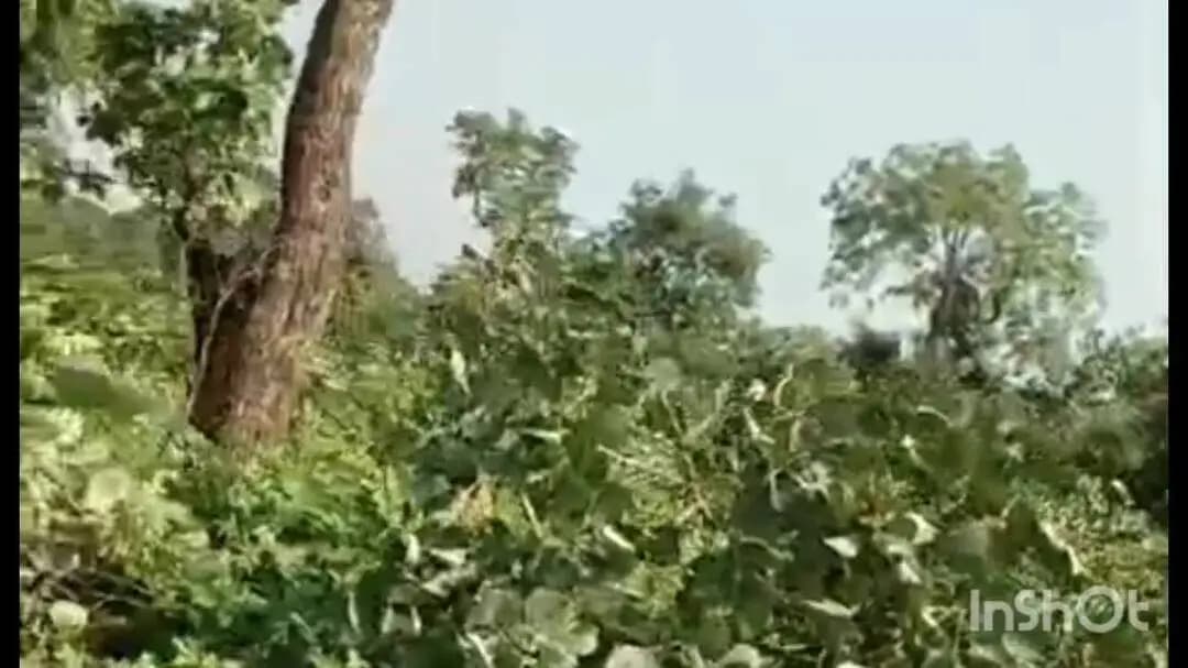 गुना: चाकरी गांव में सरकारी भूमि पर जंगल काटकर कब्जे का आरोप, ग्रामीणों ने गुना में दिया ज्ञापन