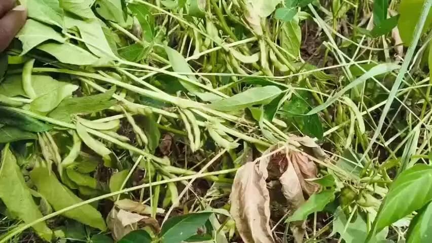 परतूर: परतुर शहरातील मंठा चौफुली परिसरात असलेल्या शेत शिवारात पावसाअभावी खरीप पिके लागली सुखु