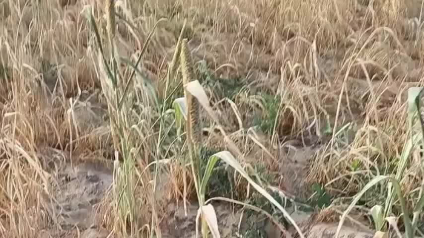 तारानगर: तारानगर क्षेत्र में सूखे से बाजरे की फसल सूखी, किसानों के सामने बीमा क्लेम का संकट, क्रॉप कटिंग में गड़बड़ी की आशंका