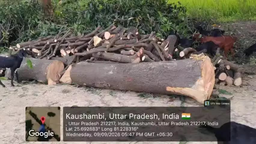 सिराथू: कनवार से कई प्रतिबंधित हरे पेड़ों की कटान की जीपीएस फोटो सामने आने पर सिराथू वन विभाग के रेंजर पर उठे सवाल