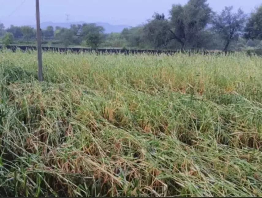 पाटन: स्यालोदड़ा में तेज अंधड़ से बाजरे की फसल बुरी तरह बिगड़ी