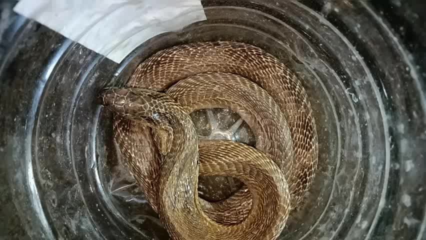 নাকাশিপাড়া: ভেড়ামারা,বাগান পাড়া এলাকায় সুমন দাসের বাড়ির রান্নাঘর থেকে উদ্ধার করা হয় একটি গোখরো সাপ