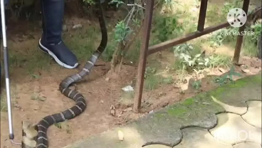 कोरबा: कोरबा के सतरेगा में सर्किट बोर्ड के पीछे छिपा 8 फीट लंबा किंग कोबरा, पर्यटकों में मचा हड़कंप