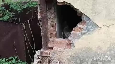गंधवानी: गंधवानी में आबकारी विभाग के कक्ष की दिवार तोड़कर विभिन्न मामलों में जप्त देशी अंग्रेजी शराब चुराकर ले गए चोर मामला दर्ज