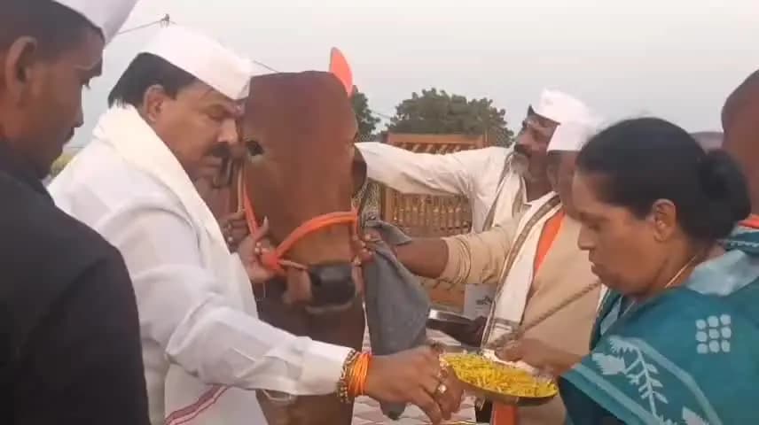 बुलढाणा: शिवसेनेचे बुलढाण्यात संजय गायकवाड यांनी शेतात पारंपरिक पद्धतीने बैलांची केली खांदेमळणी