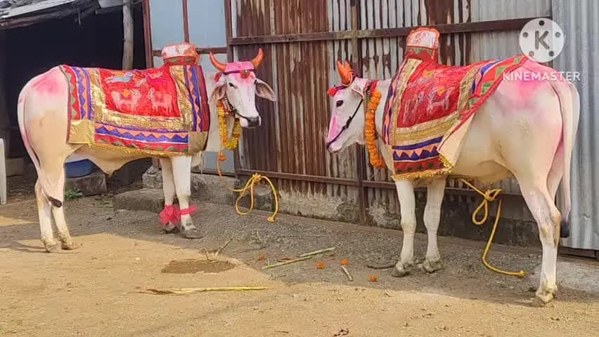 पंधाना: बोरगांव बुजुर्ग में पोला पर्व की धूम, सज-धजकर हनुमान मंदिर पहुंचे बैल