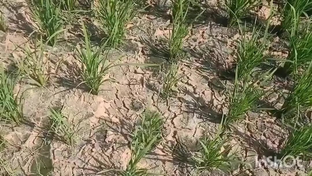 కమలాపూర్: నేరెళ్లలో ఎండిపోతున్న వరి పంటలు: ఎస్సారెస్పీ నీటి కోసం రైతుల ఆందోళన
