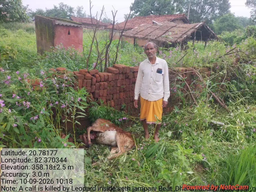 ନୂଆପଡା: ନୂଆପଡାରେ କଲରାପତରିଆ ବାଘ ଦୁଇ ବାଛୁରୀଙ୍କୁ ମାରିଛି