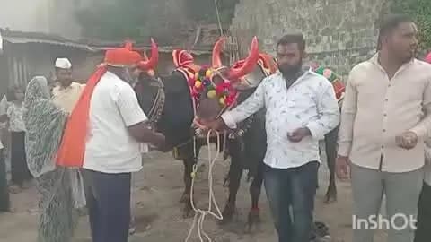 चाकूर: बैलाच्या पाठीवर पाणी फिरवले; शेतकऱ्यांच्या डोळ्यांत मात्र अश्रू!
वडवळसह चाकूर तालुक्यात पारंपरिक उत्साहात बैलपोळा