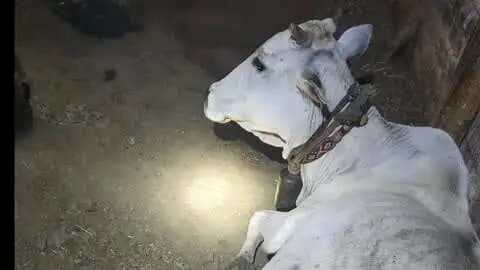 आर्वी: सुसुंद्रा परिसरात बिबट्याची दहशत; गायीवर जीवघेणा हल्ला