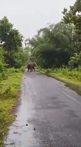মেদিনীপুর: সিজুয়া থেকে শালবনি যাওয়ার রাস্তার ওপর দাঁড়িয়ে বিশাল দাঁতাল! সতর্ক করলো বনদপ্তর
