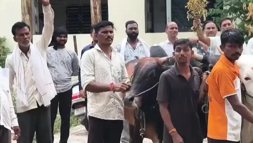 बार्शीटाकळी: आर्थिक संकटामुळे बार्शीटाकळीत शेतकऱ्यांचा अनोखा निषेध; तहसील कार्यालयातच साजरा केला बैलपोळा