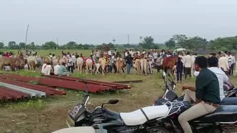 यवतमाळ: धनज येथे बैलपोळा सण उत्साहात साजरा