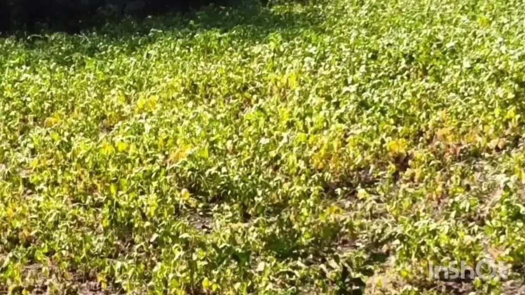 अरनोद: अरनोद उपखंड क्षेत्र में बारिश और बीमारी से सोयाबीन फसल खराब, किसान ने 5 बीघा फसल पर चलाया ट्रैक्टर