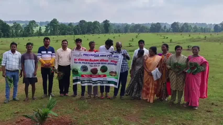 जशपुर: जशपुर में ऑयल पाम की खेती से किसानों की आमदनी बढ़ेगी, 43 हेक्टेयर में रोपण पूरा