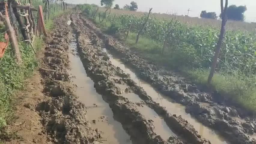 किशनगंज: बारिश में दलदल बना 3 किमी रास्ता, फसल कटाई से पहले किसानों की चिंता बढ़ी