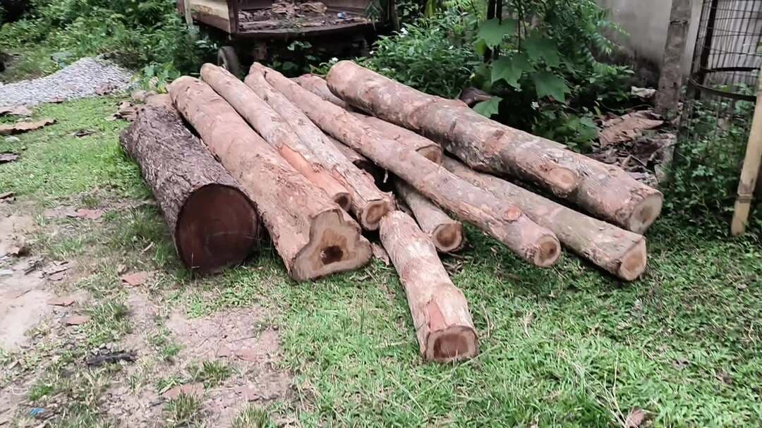 বালিজানা: ঢাকাইদলৰ পৰা চোৰাং কাঠ জব্দ কৰে গোৱালপাৰা আঞ্চলিক বন বিষয়াই
