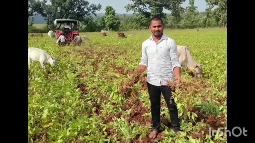 प्रतापगढ़: दलोट में बारिश की कमी और बीमारी से सोयाबीन की फसल हुई बर्बाद