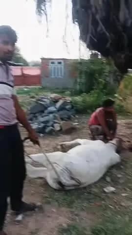 भिनाय: भिनाय में निर्दयता: नंदी पर कुल्हाड़ी से वार, ग्रामीणों में आक्रोश, डॉक्टर ने किया उपचार, दोषियों पर कार्रवाई की मांग