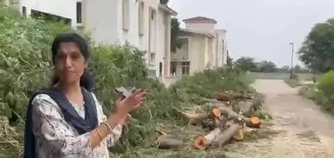 మేడ్చల్: షామీర్పేట ప్రణయ్ వాటర్ ఫ్రంట్ కాలనీలో భారీగా చెట్ల నరికివేత
