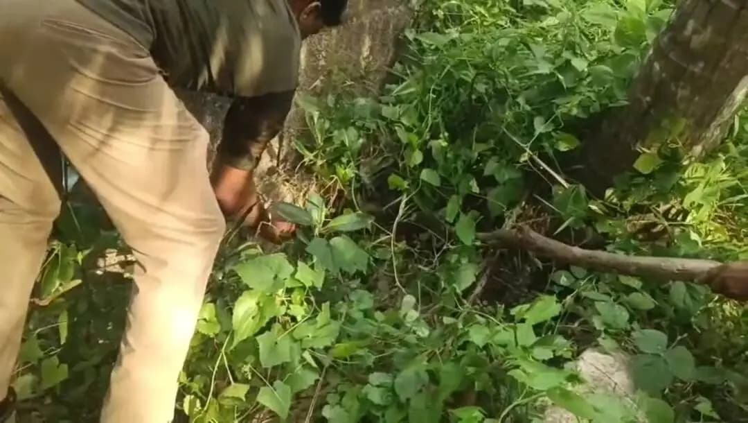 விளவங்கோடு: குமரி: கோழியை விழுங்கிய 10 அடி மலைப்பாம்பு - வனத்துறையினர் அதிரடி மீட்பு!