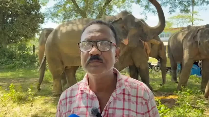 কাঞ্চনপুর: বনতারা'র অপেক্ষায় ত্রিপুরার লাওয়ারিশ হাতি খাদ্য-চিকিৎসার অভাবে মৃত্যুর অভিযোগ