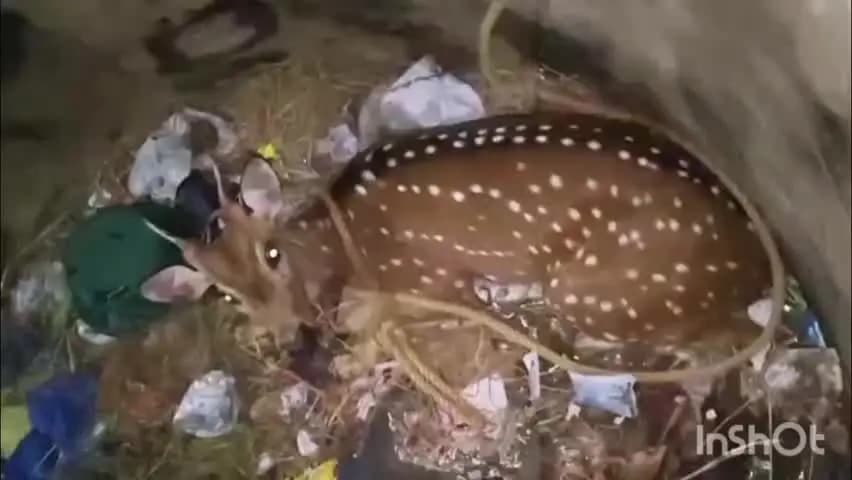 శ్రీశైలం: దుప్పిని వేటాడడం కోసం వెంటపడిన కుక్కలు రక్షించిన ముష్టపల్లె గ్రామస్తులు