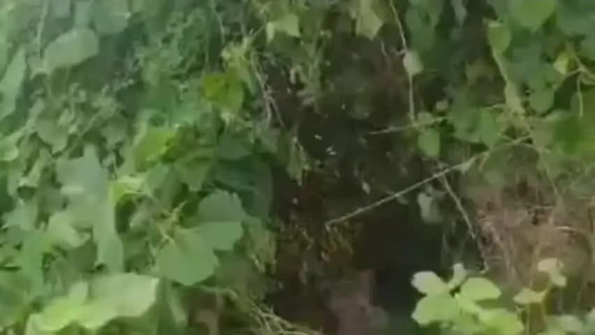 पूर्णिया पूर्व: प्रेम संबंध का खौफनाक अंत: महिला की सिर काटकर हत्या, निशानदेही पर सिर और मासूम बच्ची का कंकाल बरामद