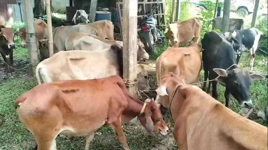মাটিয়া: কৃষ্ণাইত চোৰাং গৰু সৰবৰাহৰ বিৰুদ্ধে আৰক্ষীয়ে অভিযান চলাই পিকআপ ভৰ্তি ১৬টা গৰু সহ দুই সৰবৰাহকাৰীক গ্ৰেপ্তাৰ কৰে