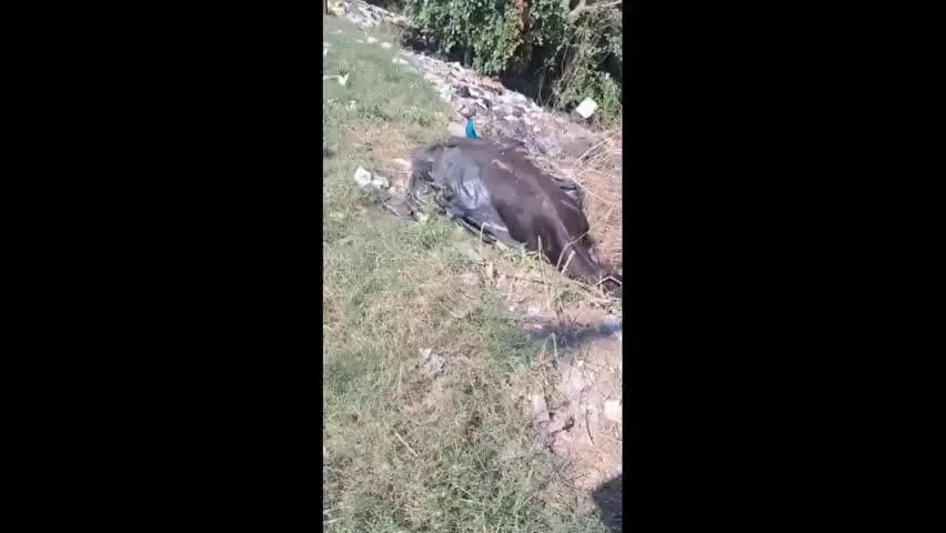 बरेली: बिलवा में सड़क किनारे मिला मृत गौवंश, अज्ञात व्यक्ति पर छोड़ने का आरोप, कार्रवाई की मांग
