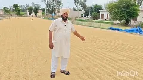 अम्बाला: मुलाना की अनाज मंडी में धान की आवक शुरू, खरीद न होने से किसान चिंतित