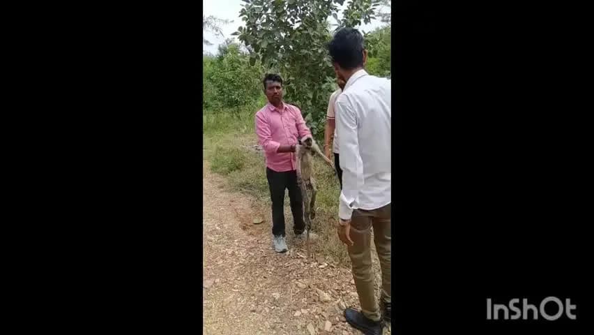 चित्तौड़गढ़: कीरखेड़ा में घायल वानर का सिविल डिफेंस टीम ने किया रेस्क्यू, वन विभाग को सौंपा