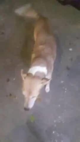 bezubaan ki Seva#street dog#niswarth Seva mujhe support Karen and follow Karen